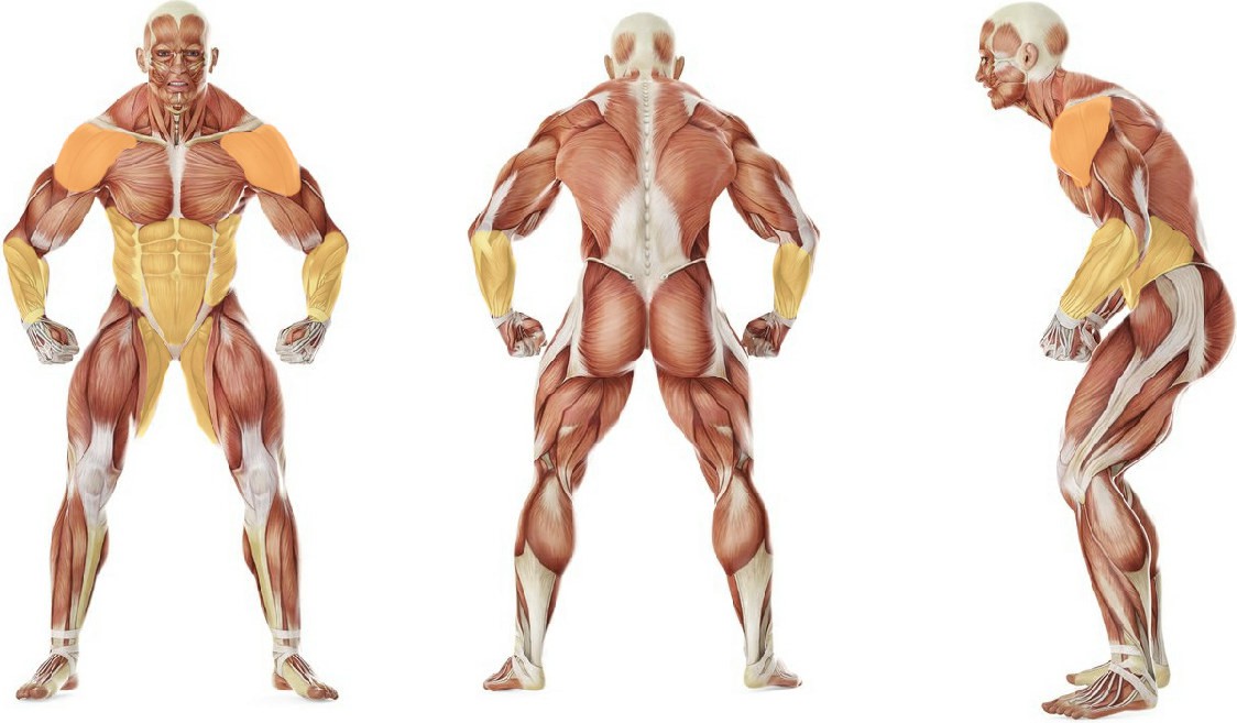 What muscles work in the exercise 