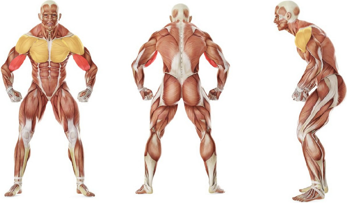What muscles work in the exercise Seated Biceps