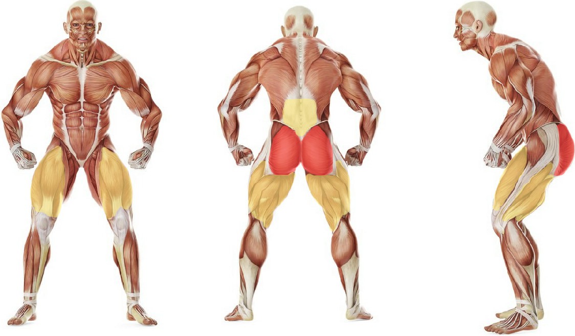 What muscles work in the exercise The Sumo Deadlift High Pull