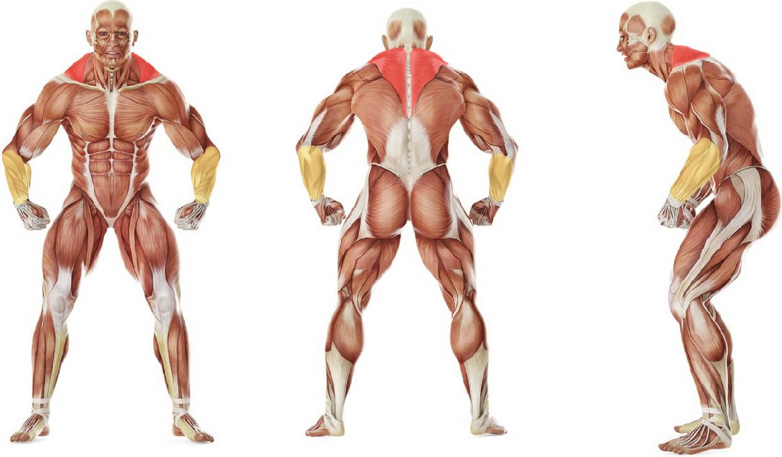 What muscles work in the exercise Leverage Shrug