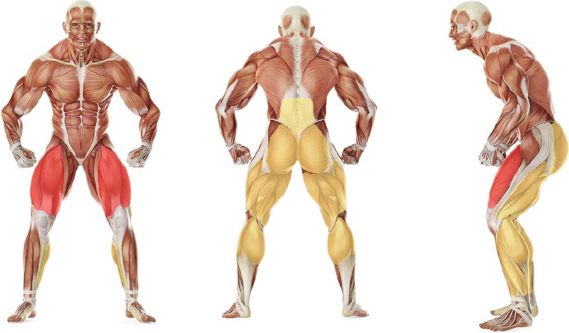 Какие мышцы работают в упражнении Быстрые приседания со штангой