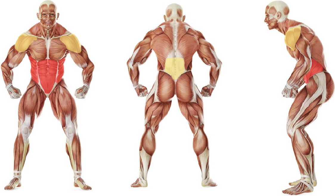 What muscles work in the exercise Скручивания в боковой планке