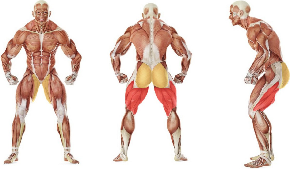 What muscles work in the exercise Side lunges with bodybar