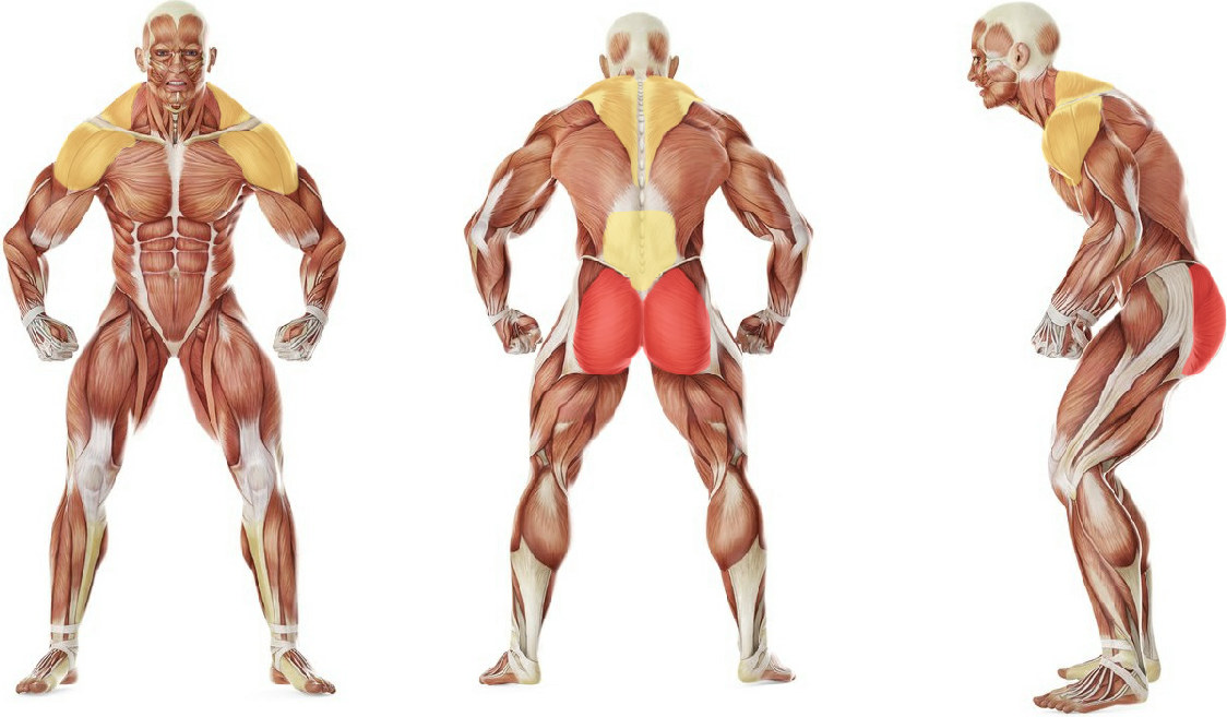 What muscles work in the exercise Leg adbuction with rise of the bodybar