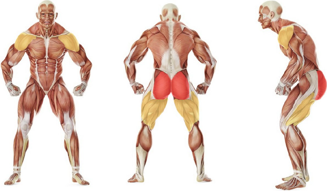 What muscles work in the exercise Lunge back with bodybar lifting