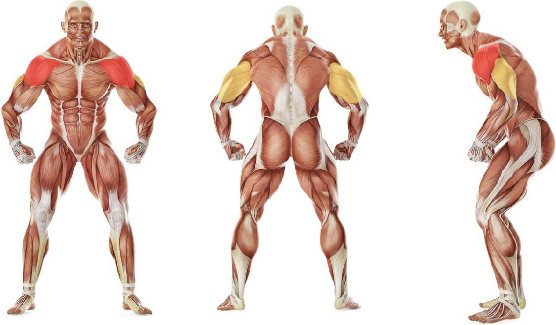 Какие мышцы работают в упражнении Отжимания стоя на руках