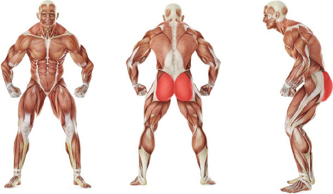 What muscles work in the exercise Leg abduction with bodybar lying on side