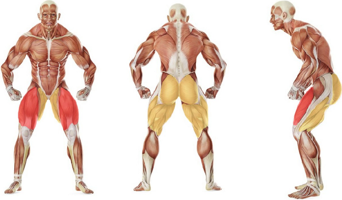 What muscles work in the exercise Rollings with bodybar