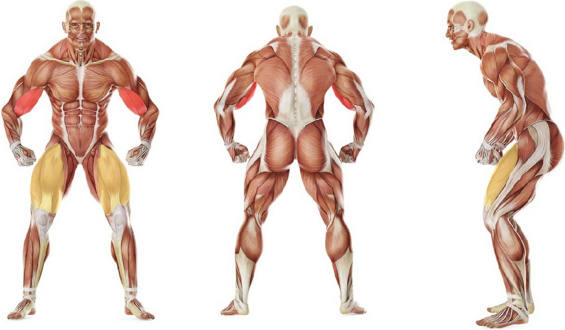 What muscles work in the exercise Knee-to-chest Lift with arms bending