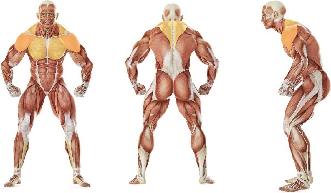 What muscles work in the exercise Multilevel Push Up