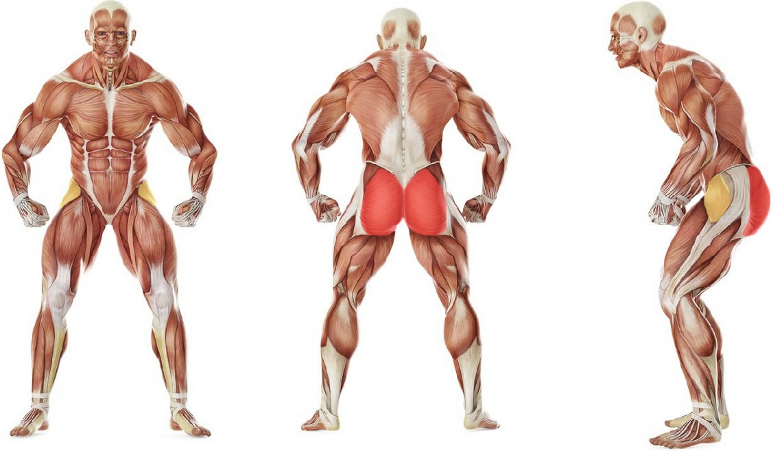 What muscles work in the exercise Outer thigh stretching