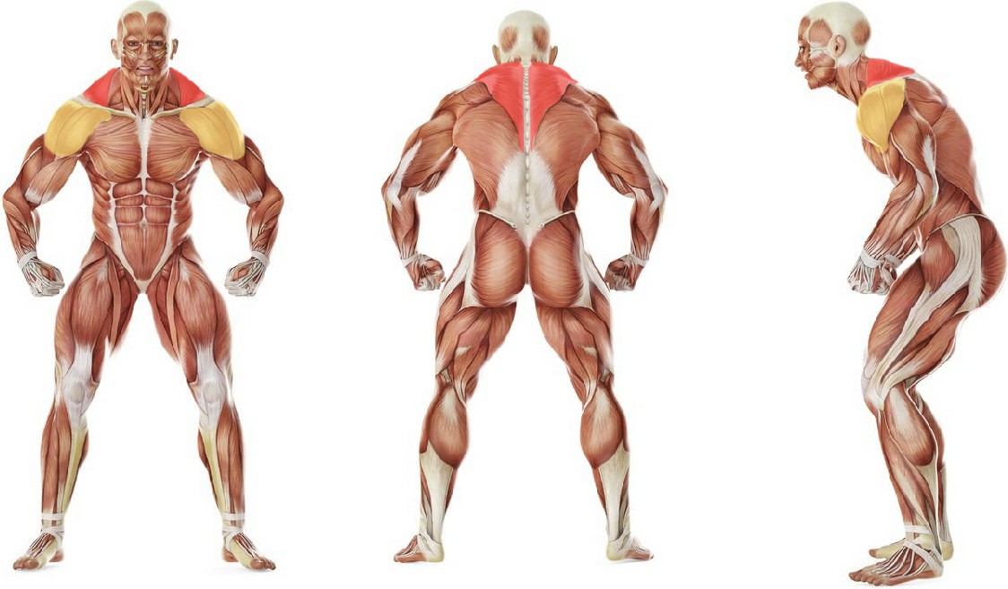 What muscles work in the exercise Shoulders adduction