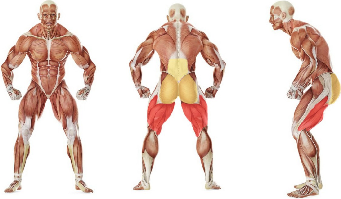 What muscles work in the exercise Folding with a focus on thigh lying on the stomach