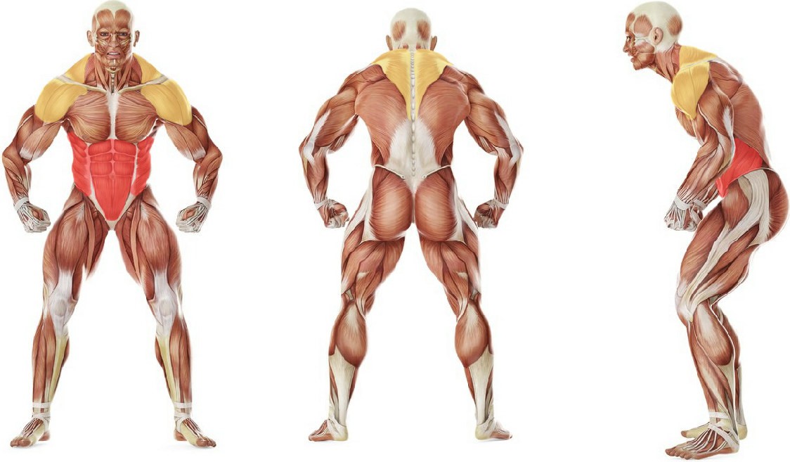 What muscles work in the exercise Bodybar situps
