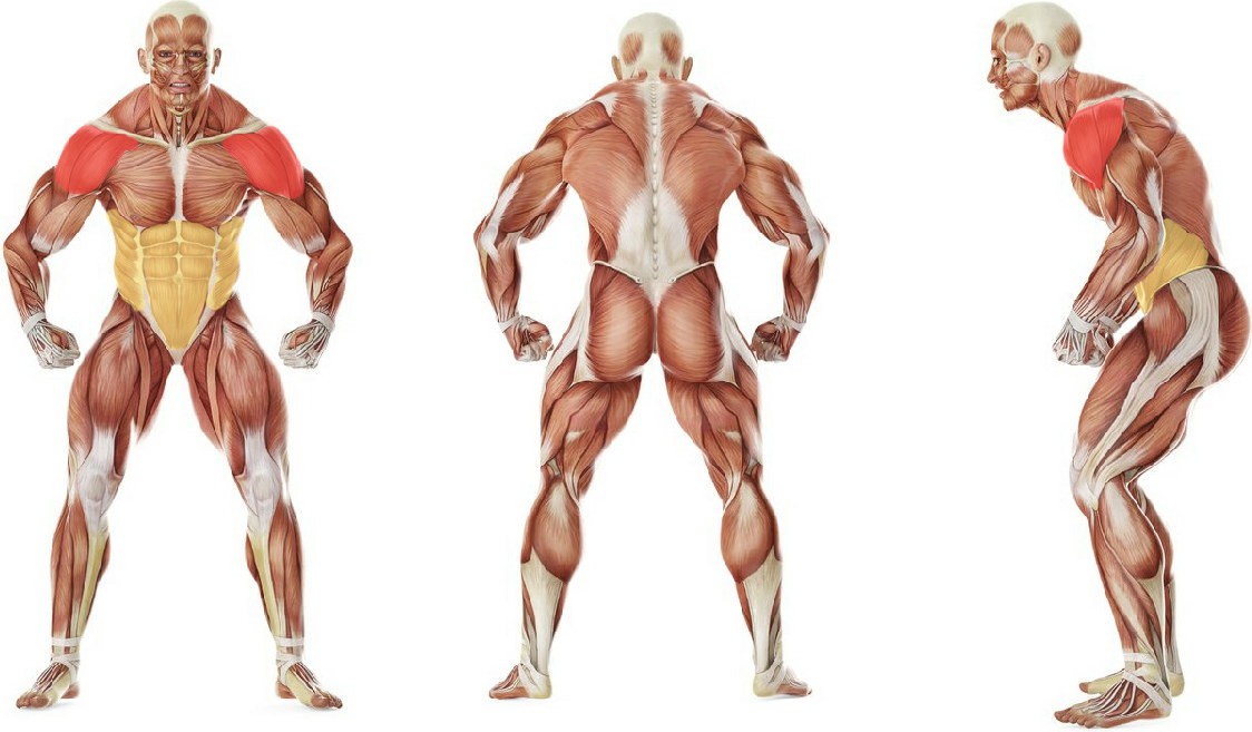 What muscles work in the exercise Folding legs and body in the lower position