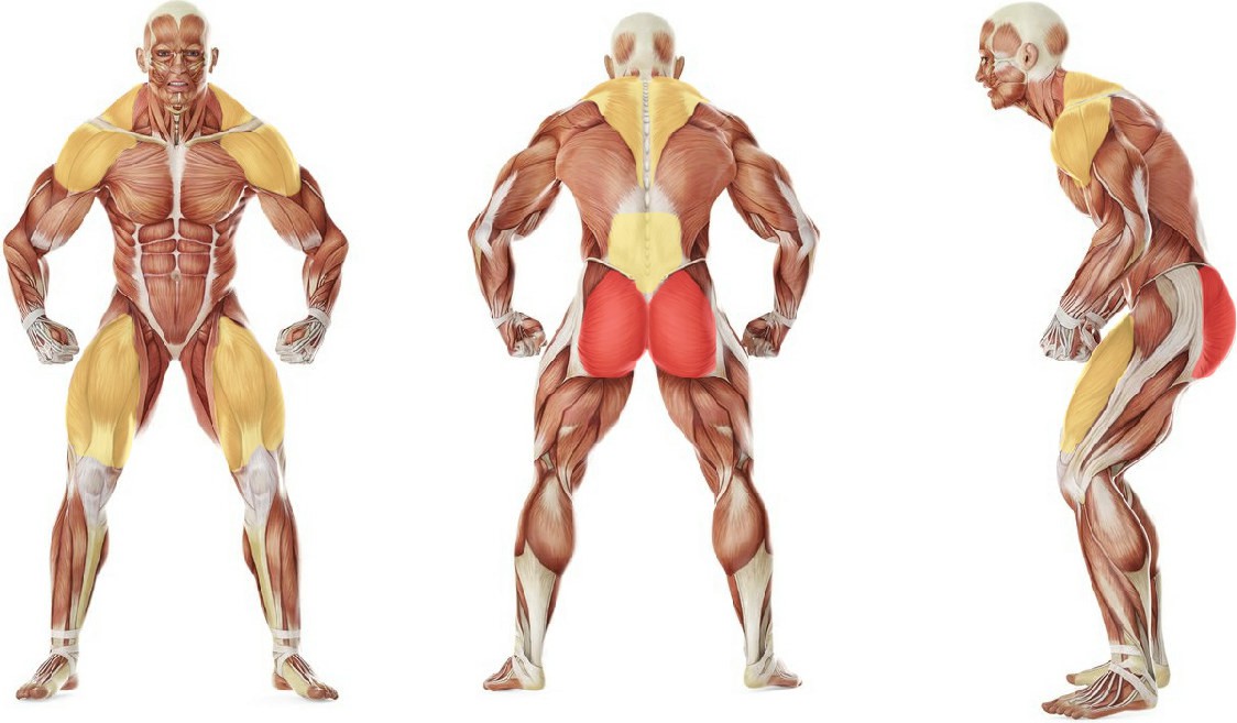 What muscles work in the exercise Spring exercise
