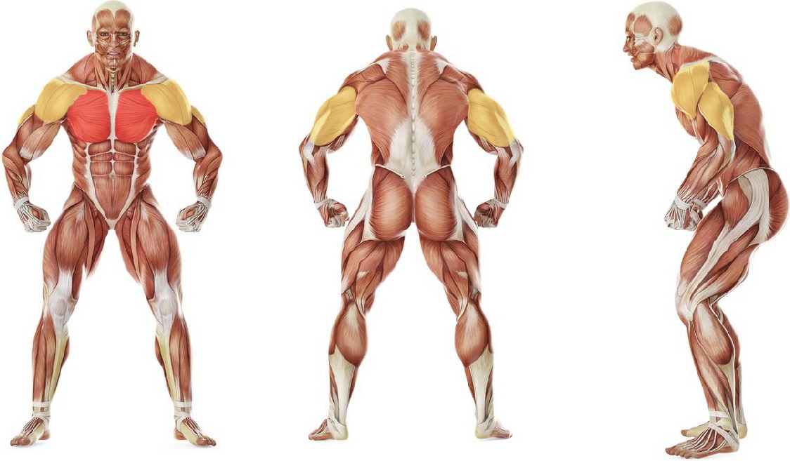 Какие мышцы работают в упражнении Плиометрические отжимания с опорами