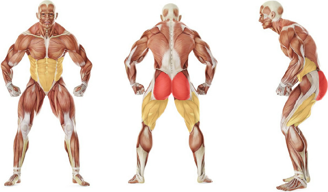 What muscles work in the exercise Gluteal bridge on one leg with dumbbell twisting