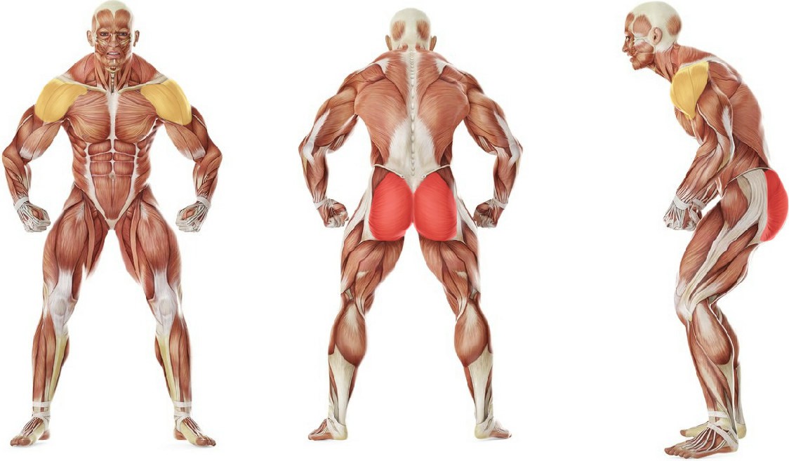 What muscles work in the exercise Dumbbell Glute Bridge Floor
