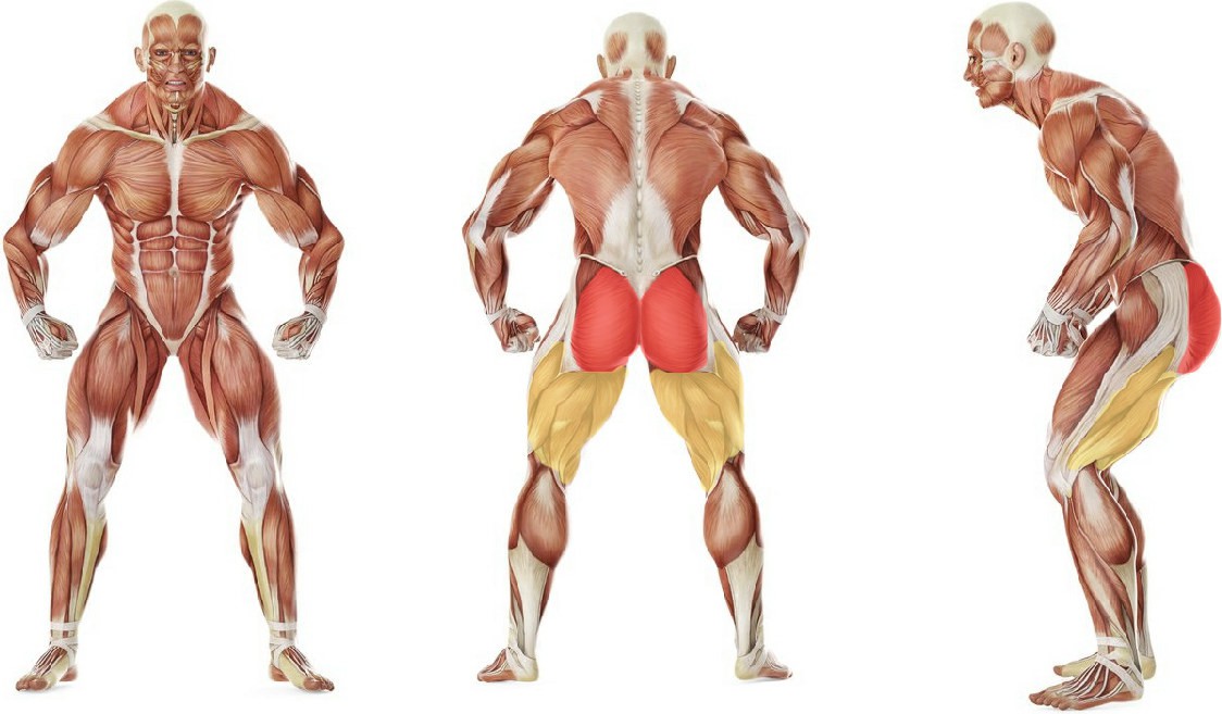 What muscles work in the exercise Fitball Bent Knee Glute Bridge