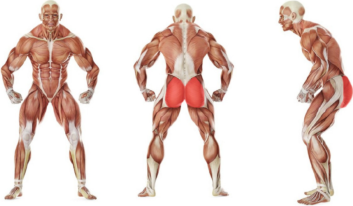 What muscles work in the exercise Leg side abduction with a rubber band