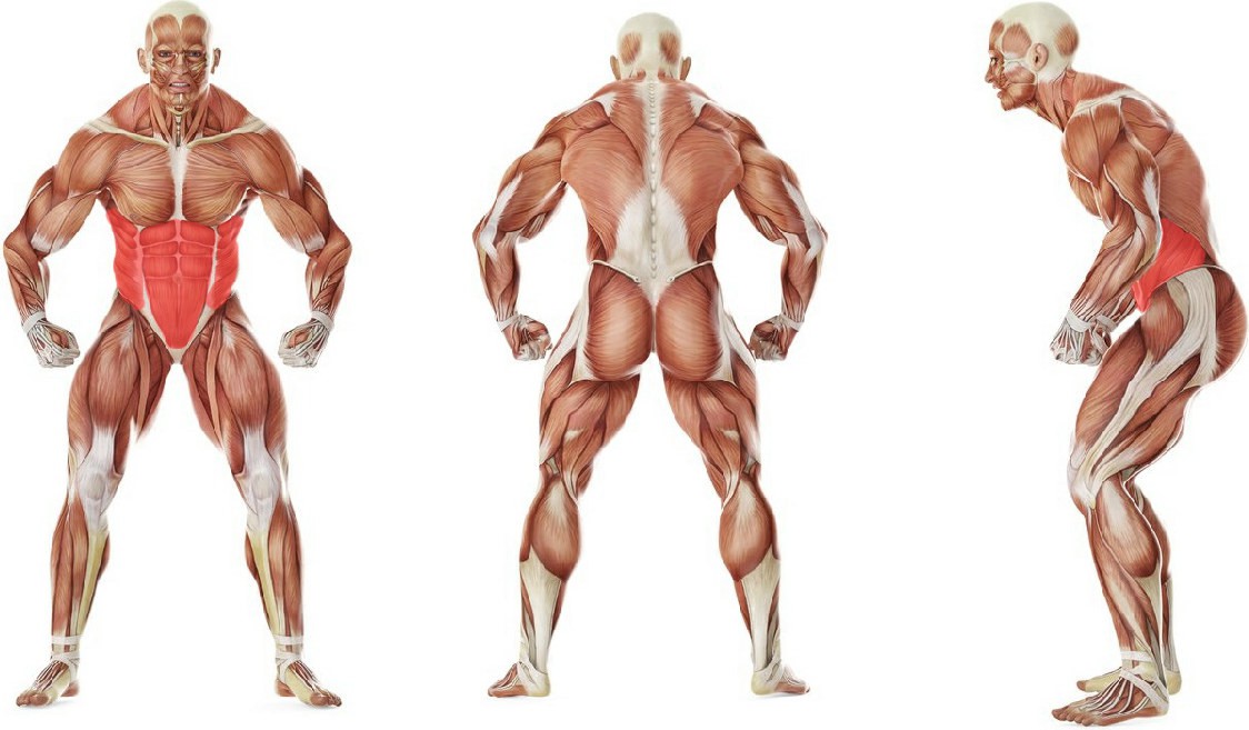 Какие мышцы работают в упражнении Подъем согнутых в коленях ног