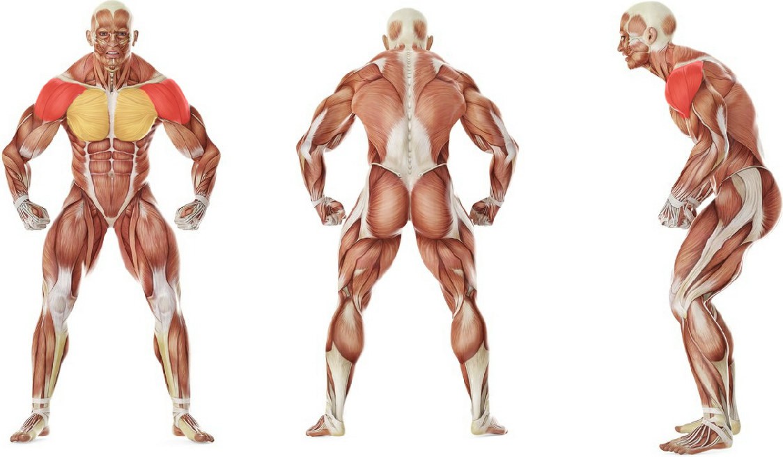 What muscles work in the exercise Rubber band push-ups