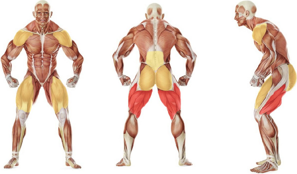 Какие мышцы работают в упражнении Взятие гири на грудь двумя руками