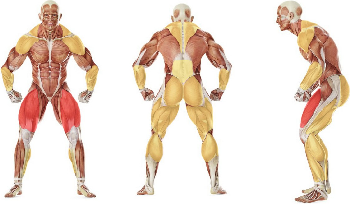 Какие мышцы работают в упражнении Подъем штанги на грудь (с уровня бедер)