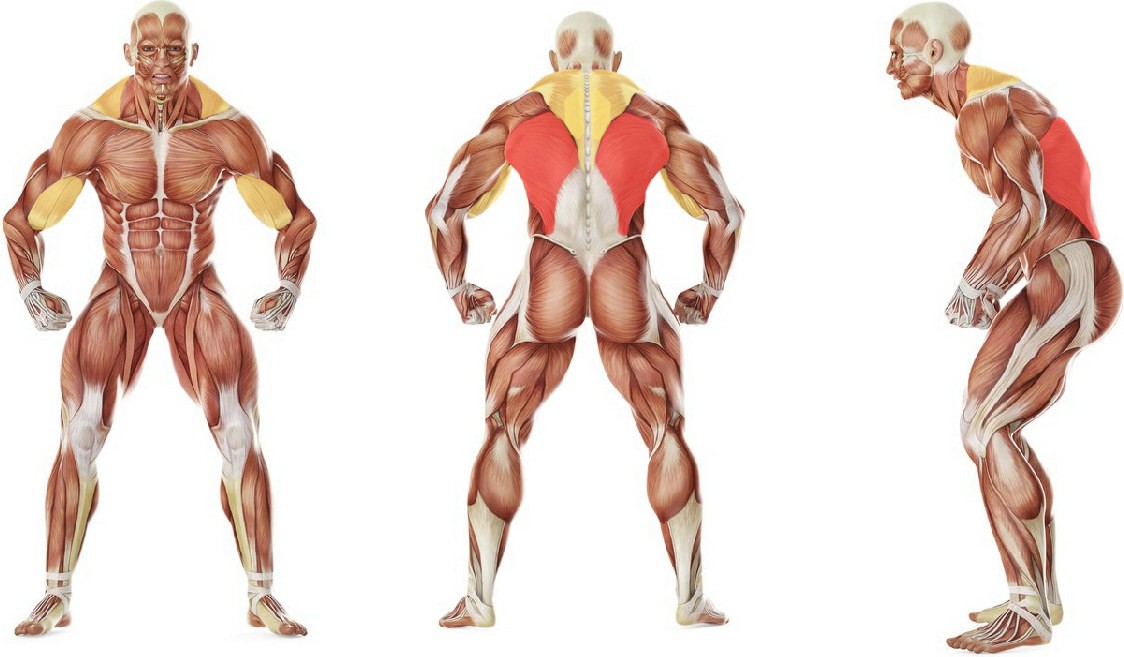 What muscles work in the exercise Gironda Sternum Chins 