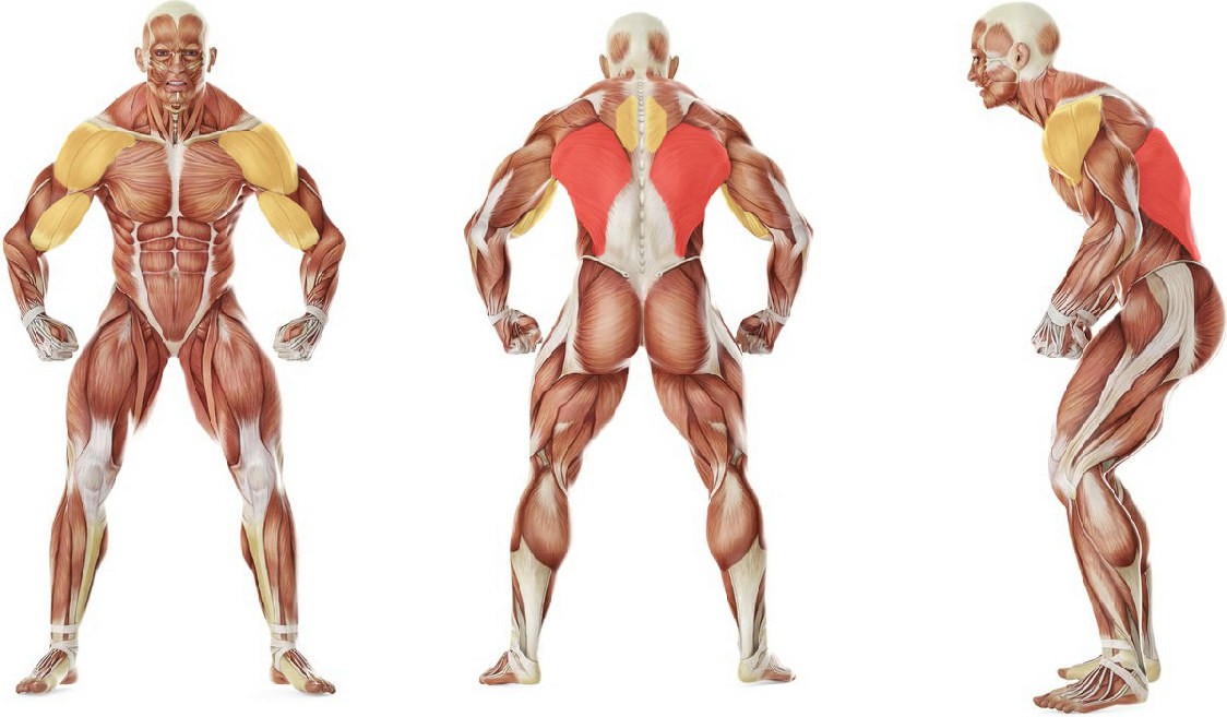 Какие мышцы работают в упражнении Подтягивания от Рокки