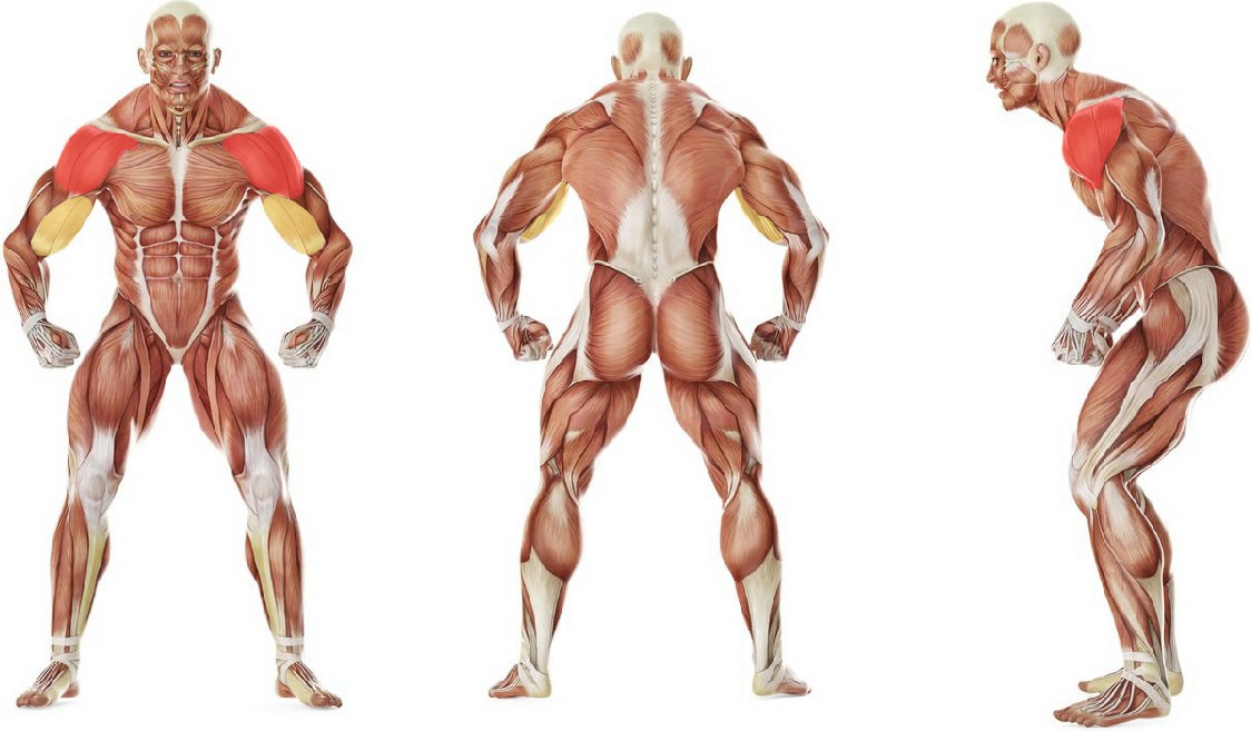 Какие мышцы работают в упражнении Подъем гантелей