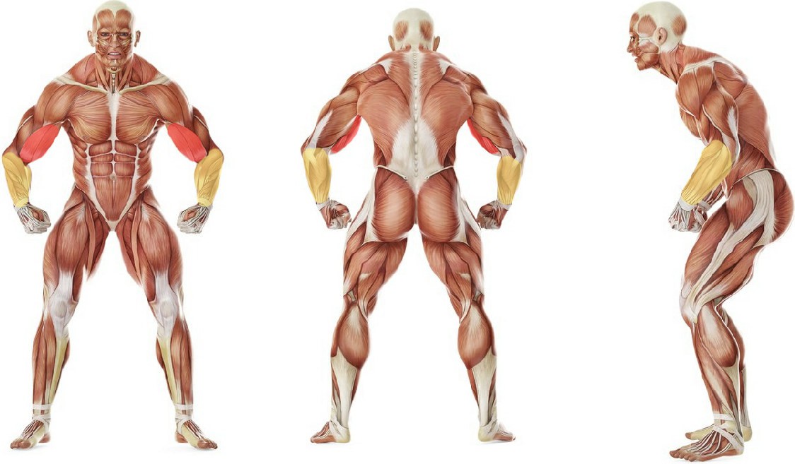 Какие мышцы работают в упражнении Подъем гантелей на бицепс стоя