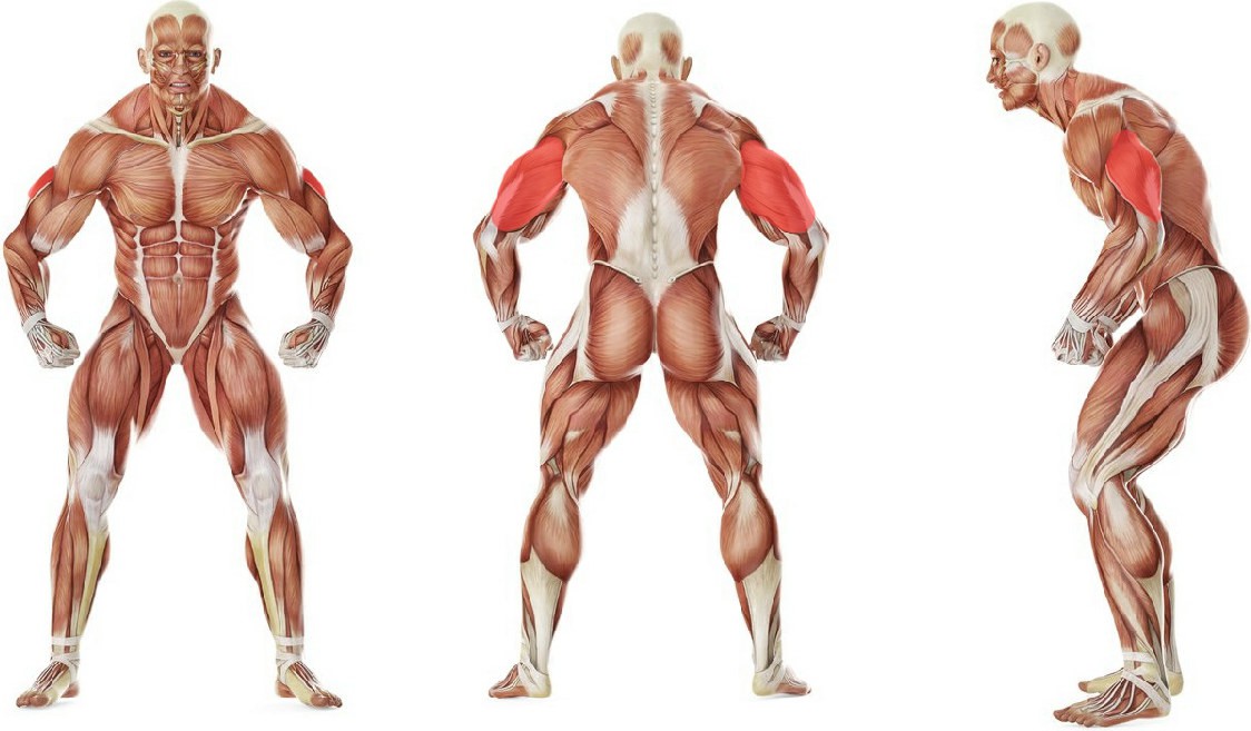 Какие мышцы работают в упражнении Разгибание рук на блоке из-за головы стоя на коленях