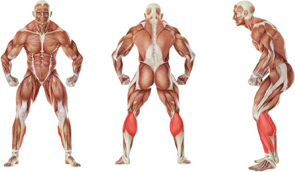 Какие мышцы работают в упражнении Попеременный подъем на пятки и на носки со штангой