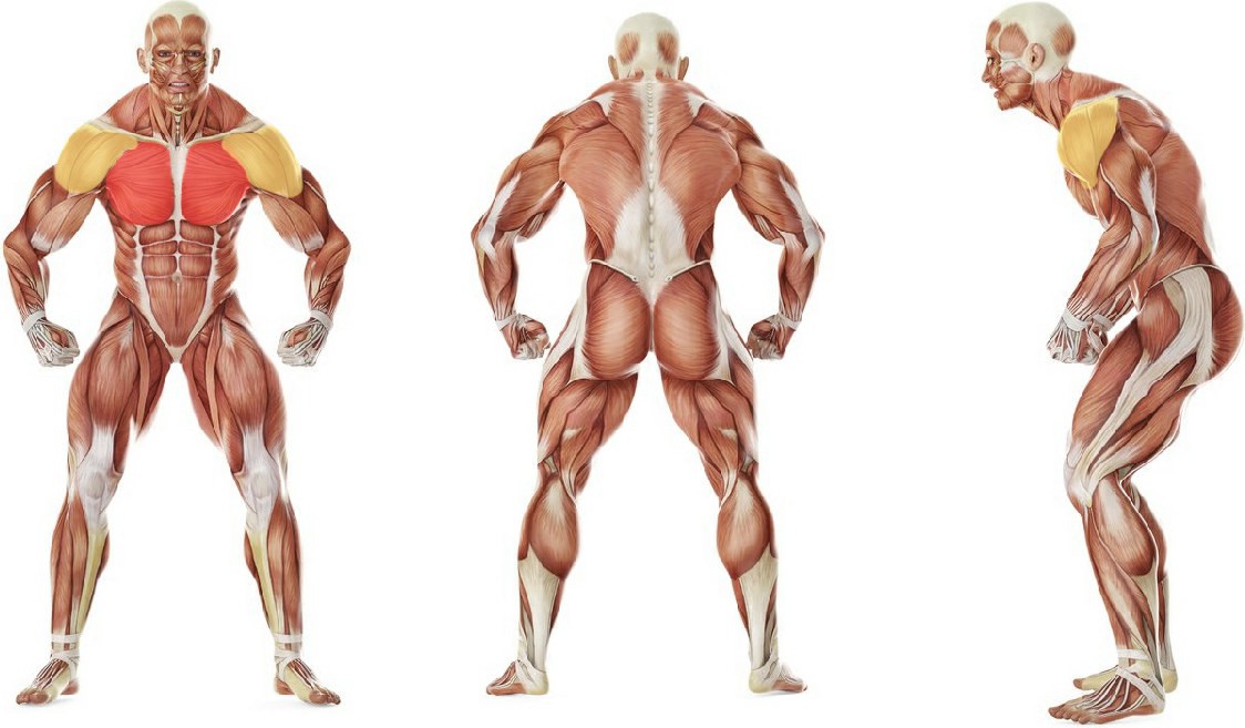 Какие мышцы работают в упражнении Растягивание мышц груди и передней части плечевого пояса