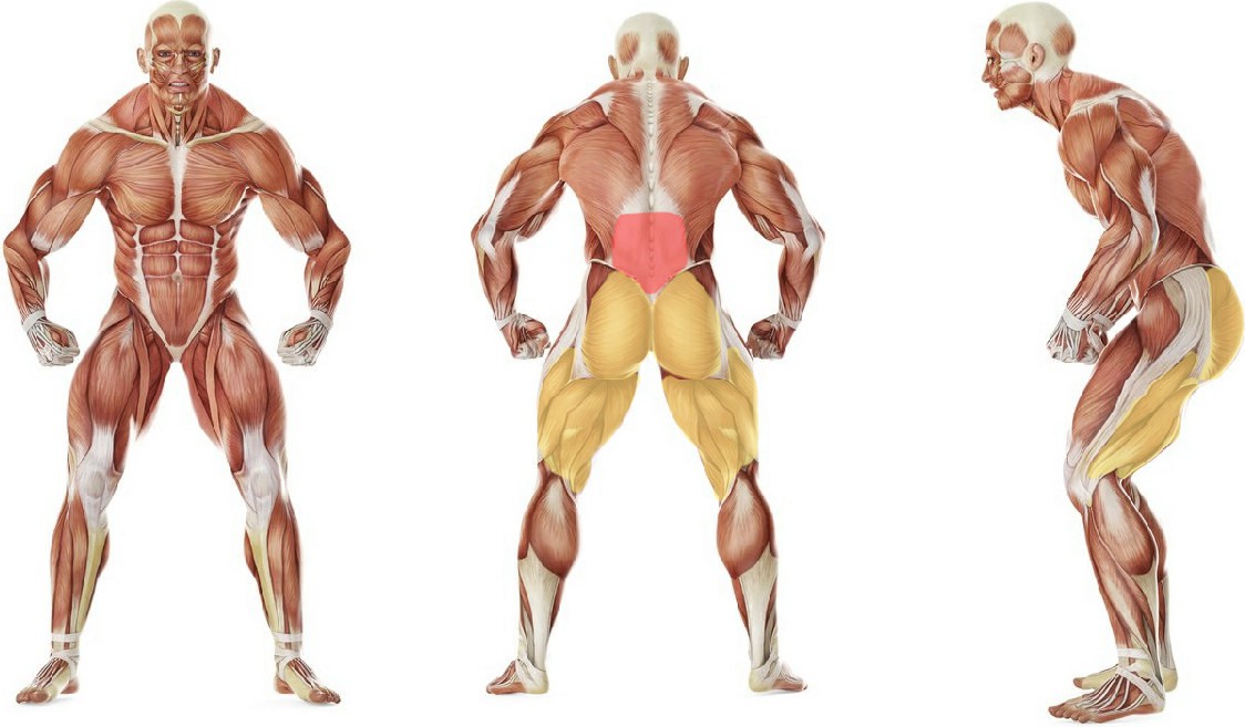 Какие мышцы работают в упражнении Гиперэкстензия
