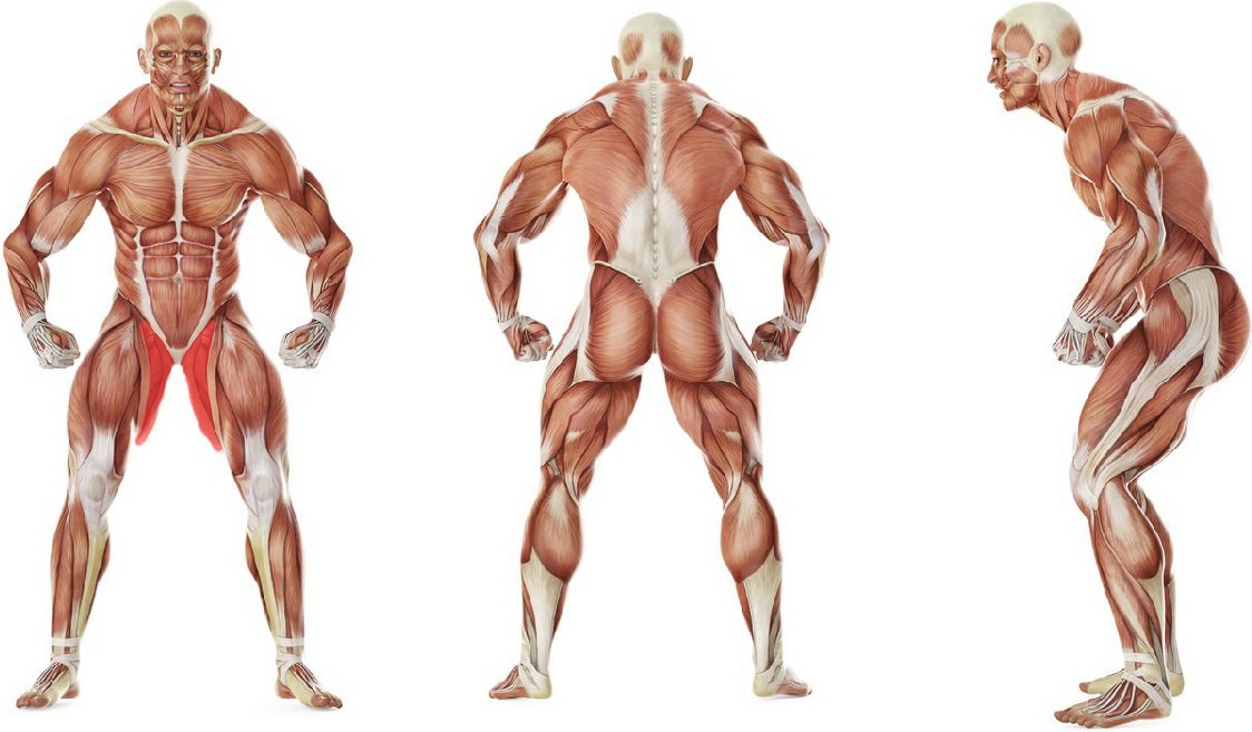 Какие мышцы работают в упражнении Растяжка внутренних мышц бедер