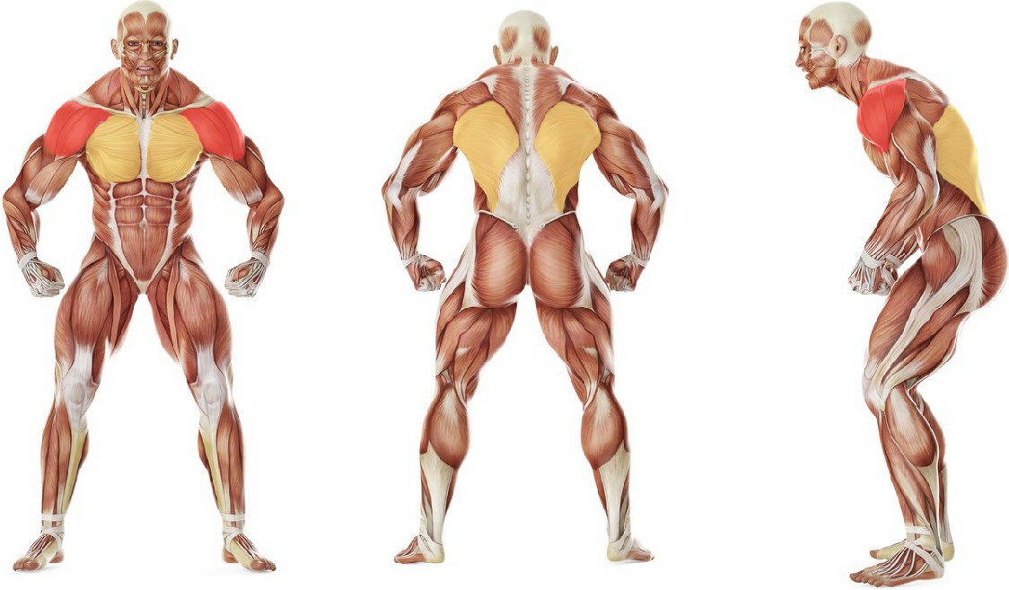 What muscles work in the exercise Upward Stretch