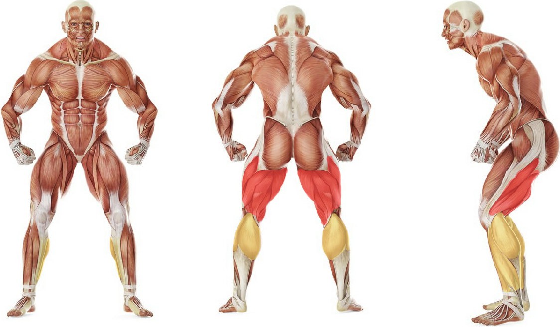 Какие мышцы работают в упражнении Растяжка мышц задней поверхности бедра с помощью наклона вперед