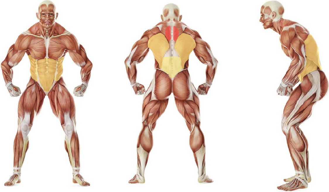 What muscles work in the exercise Upper Back Stretch