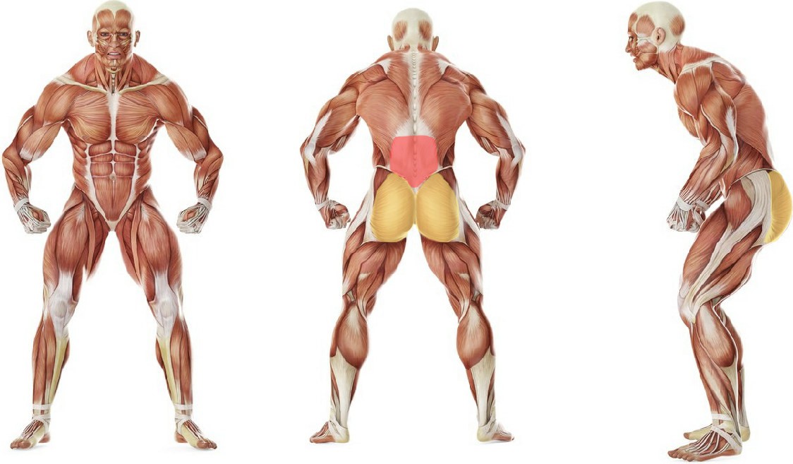 What muscles work in the exercise Standing Pelvic Tilt