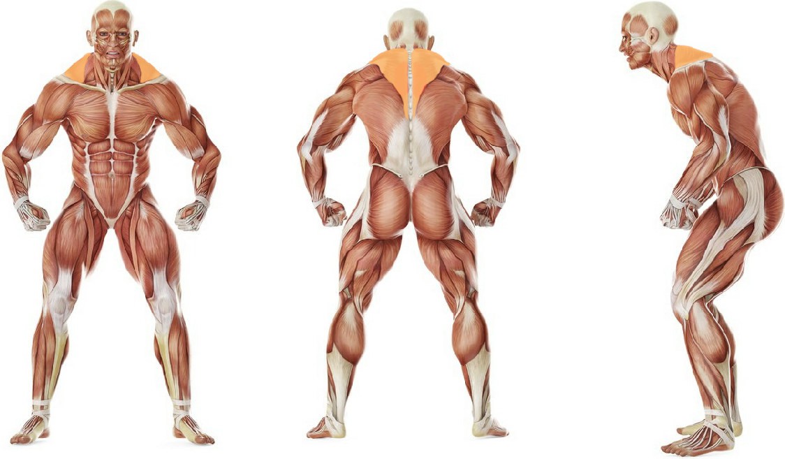 What muscles work in the exercise Lower Back-SMR