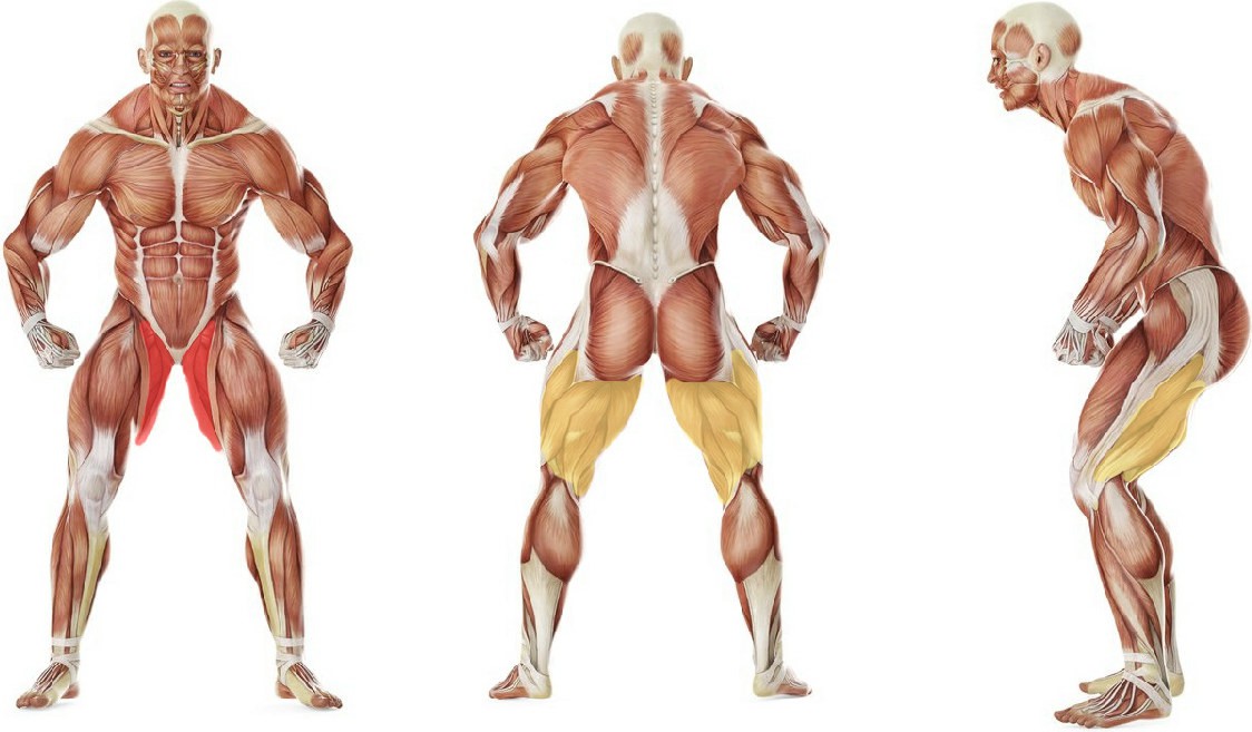 Какие мышцы работают в упражнении Растяжка приводящих мышц бедра лежа на боку
