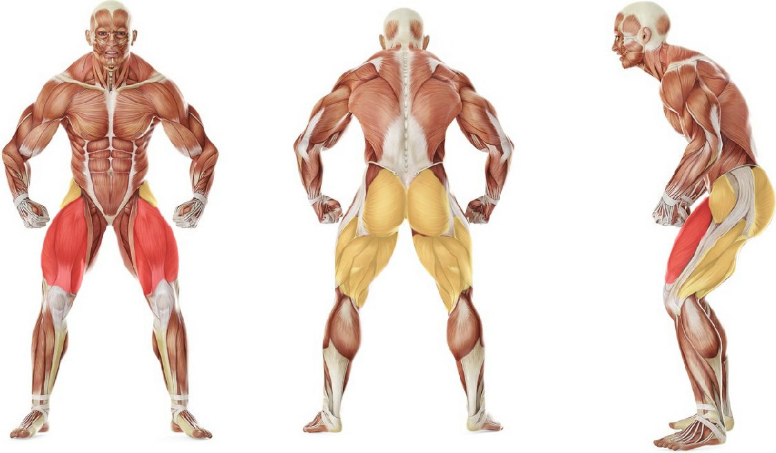 What muscles work in the exercise Sit Squats