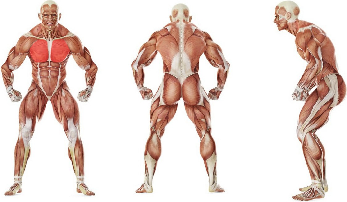 Какие мышцы работают в упражнении Сведение гантелей лежа