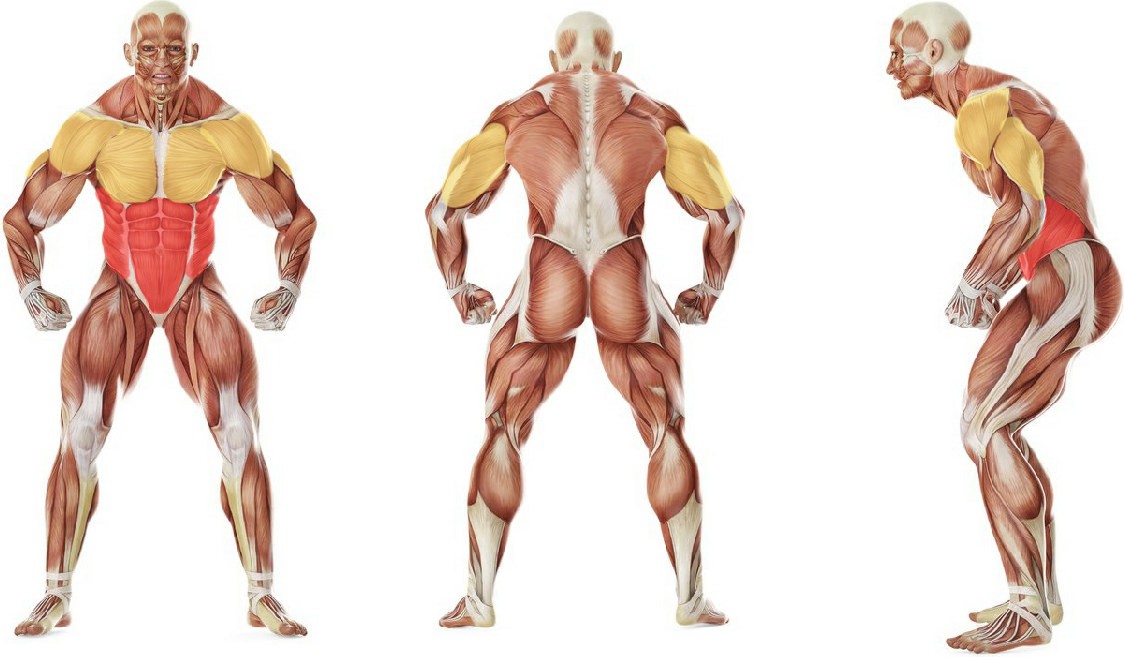 What muscles work in the exercise Press Sit-Up