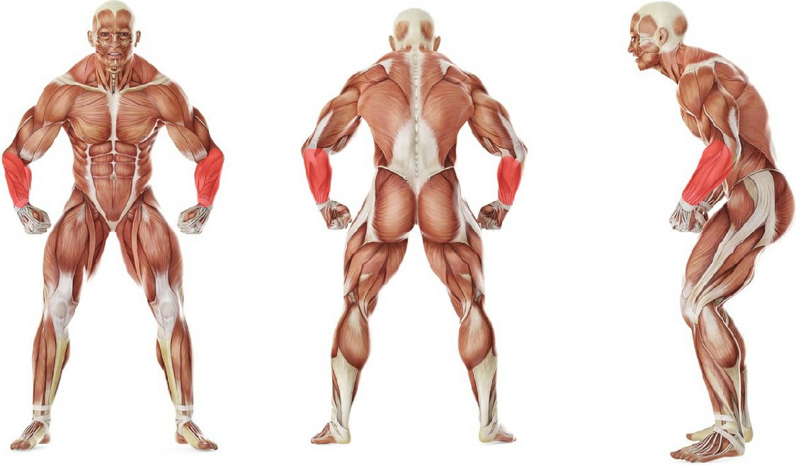 What muscles work in the exercise Seated Two-Arm Palms-Up Low-Pulley Wrist Curl