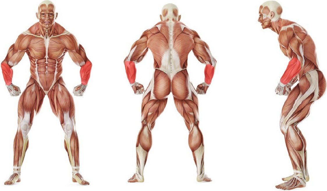 What muscles work in the exercise Seated Palm-Up Barbell Wrist Curl