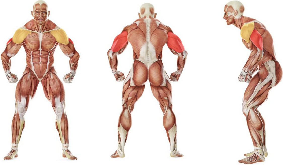 What muscles work in the exercise Standing Overhead Barbell Triceps Extension